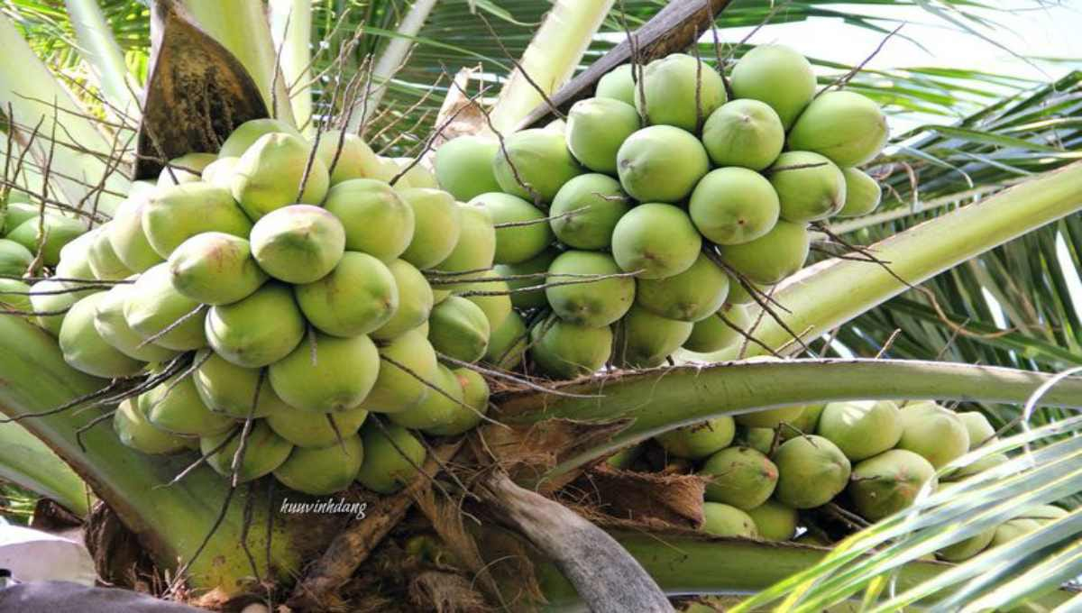 Common Coconut Tree Diseases and Their Solutions
