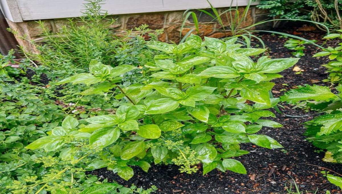 How to Prevent Plants from Rotting