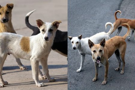 Natural Ways to Keep Street Dogs Away