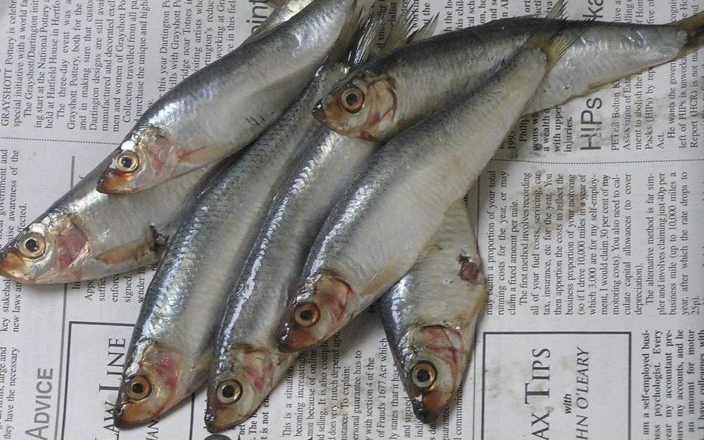 Health Benefits of Sardine Fish