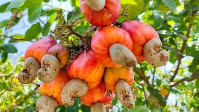 Health Benefits of Cashew Apple (Cashew Nut Fruit)