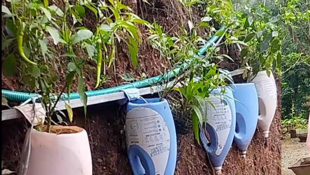 Farming in a drum (barrel) is a smart way to grow vegetables when you don’t have much land. It’s a form of vertical/container gardening