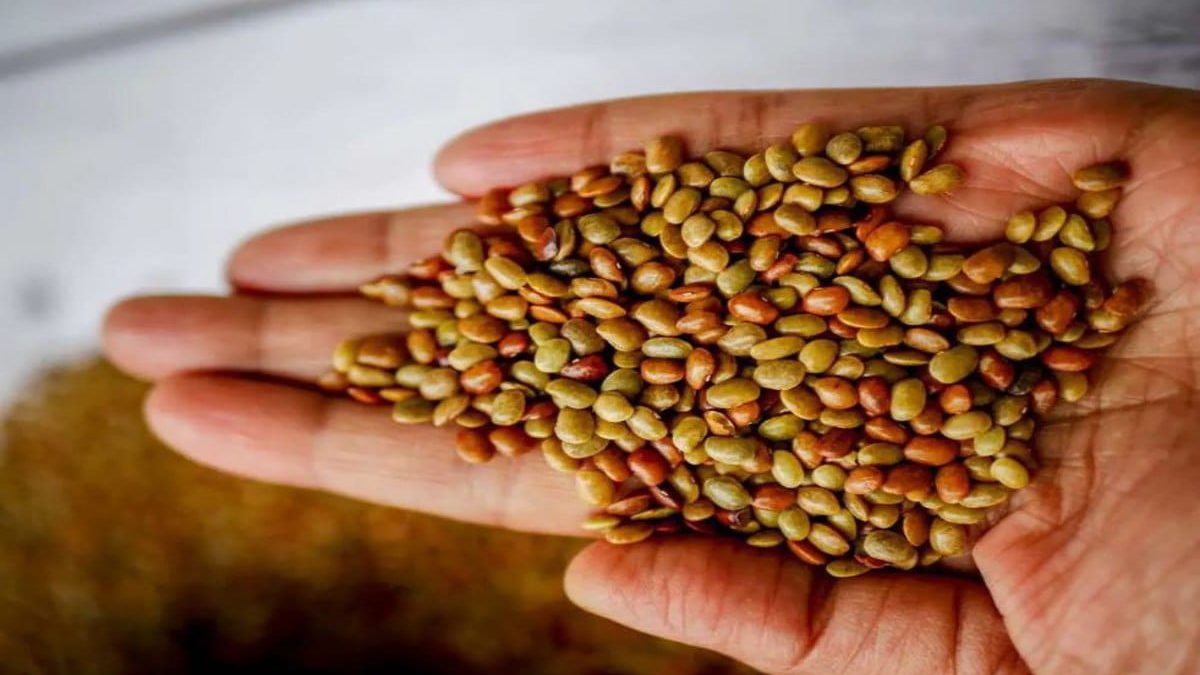 Horse gram (Kollu in Tamil, Kulthi in Hindi, Hurali in Kannada, Ulava in Telugu) is a superfood legume used in traditional Indian diets and Ayurvedic medicine