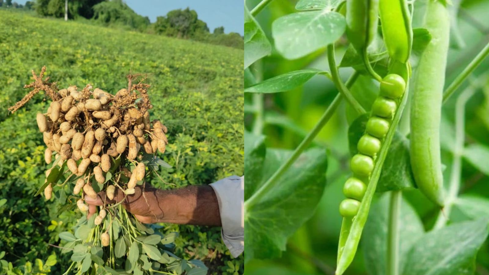 Green Peas (Pachai Pattani) Farming Tips