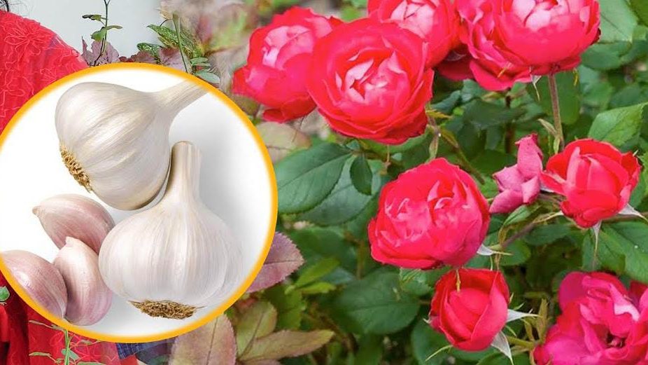 Uses of Garlic in Rose Plants