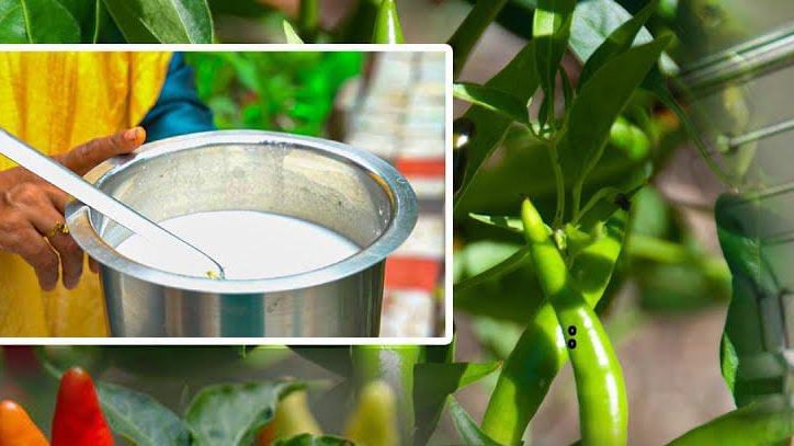 How to Use Dosa Batter for Chilli Plants