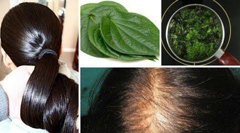 Natural Hair Dye Using Betel Leaves