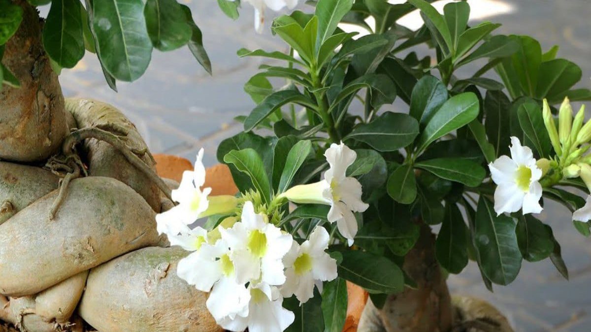 Adenium (Desert Rose) Bonsai Farming Tips