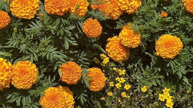Chendumalli (Chrysanthemum) Farming Tips