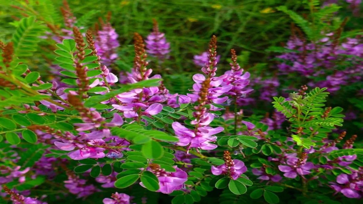 Health Benefits of Neelayamari (Indigo Plant)