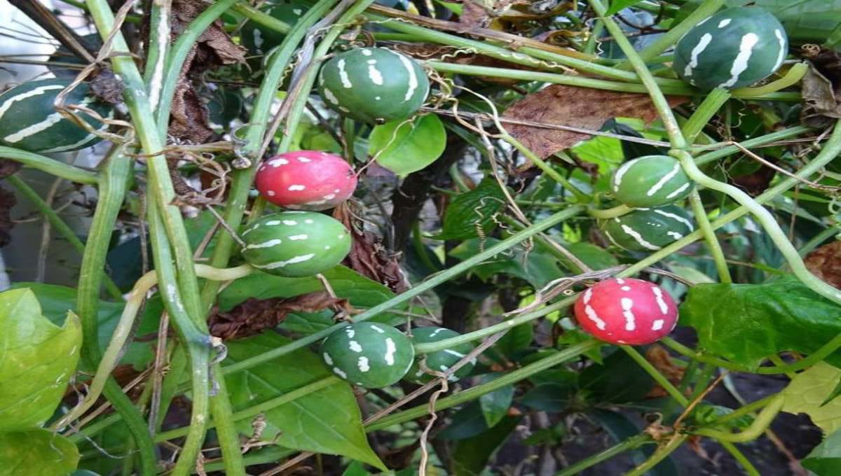 Kovaikkai (Ivy Gourd) Farming Tips