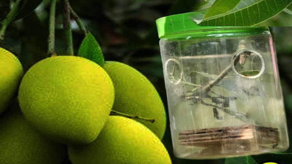 Control & Prevention of Worm Attack in Mango
