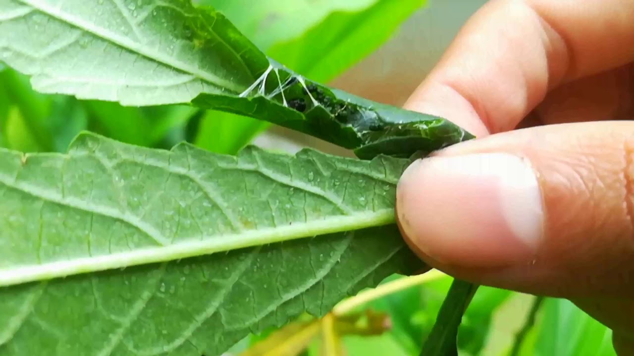 Ela churutti puzhu (leaf-eating caterpillars, often referred to as leaf rollers or leaf webbers) are common pests in gardens and farms