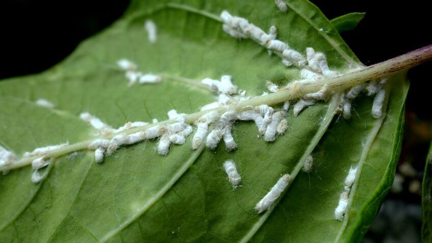 Mealybug Infection Symptoms
