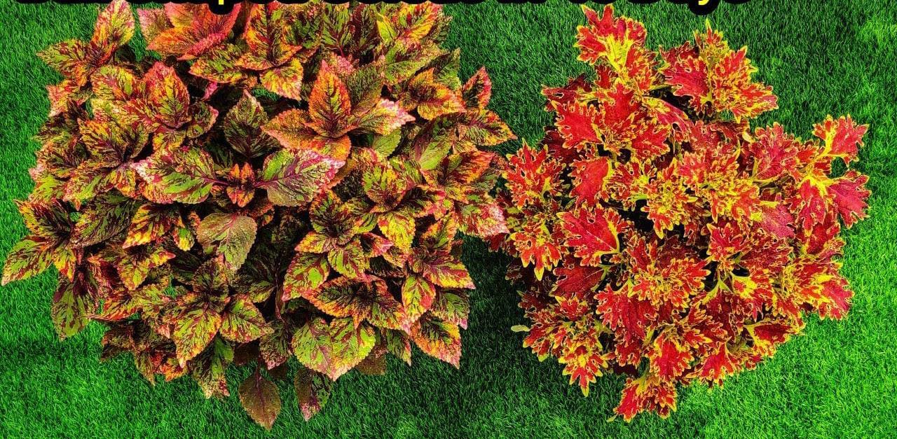 Coleus Plant Care Tips