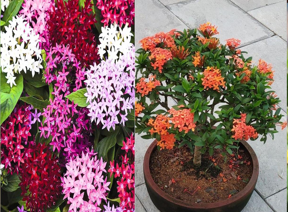 Ixora Plant Care & Tips