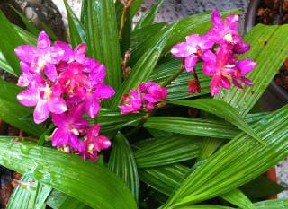 Ground Orchid Care Tips