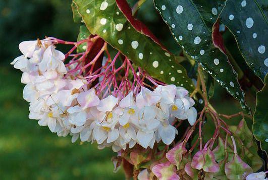Begonia Plant Care