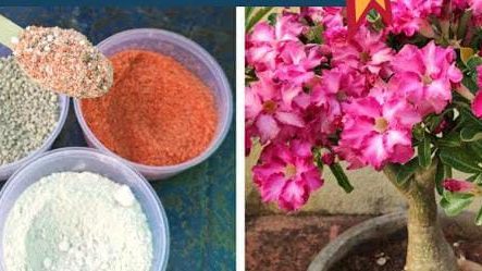 Areca Palm (Aredium) Plant Care