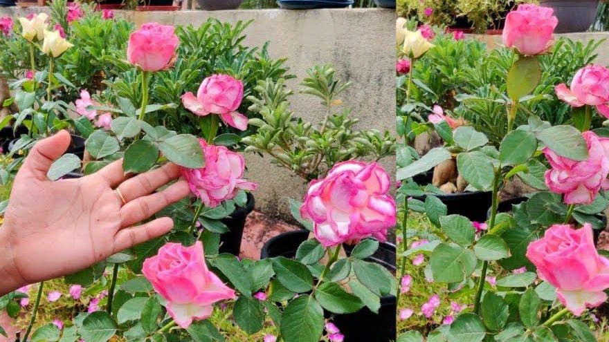 Flowering Rose Plant Care