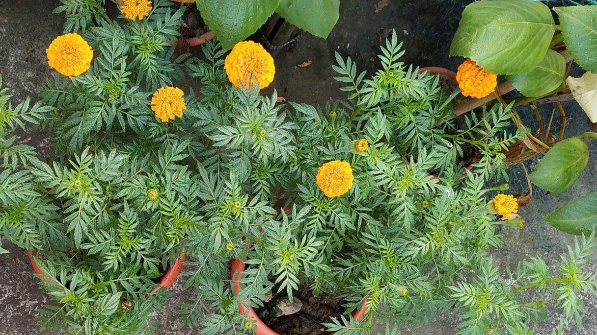 Jamanthi (Jasmine) Plant Care