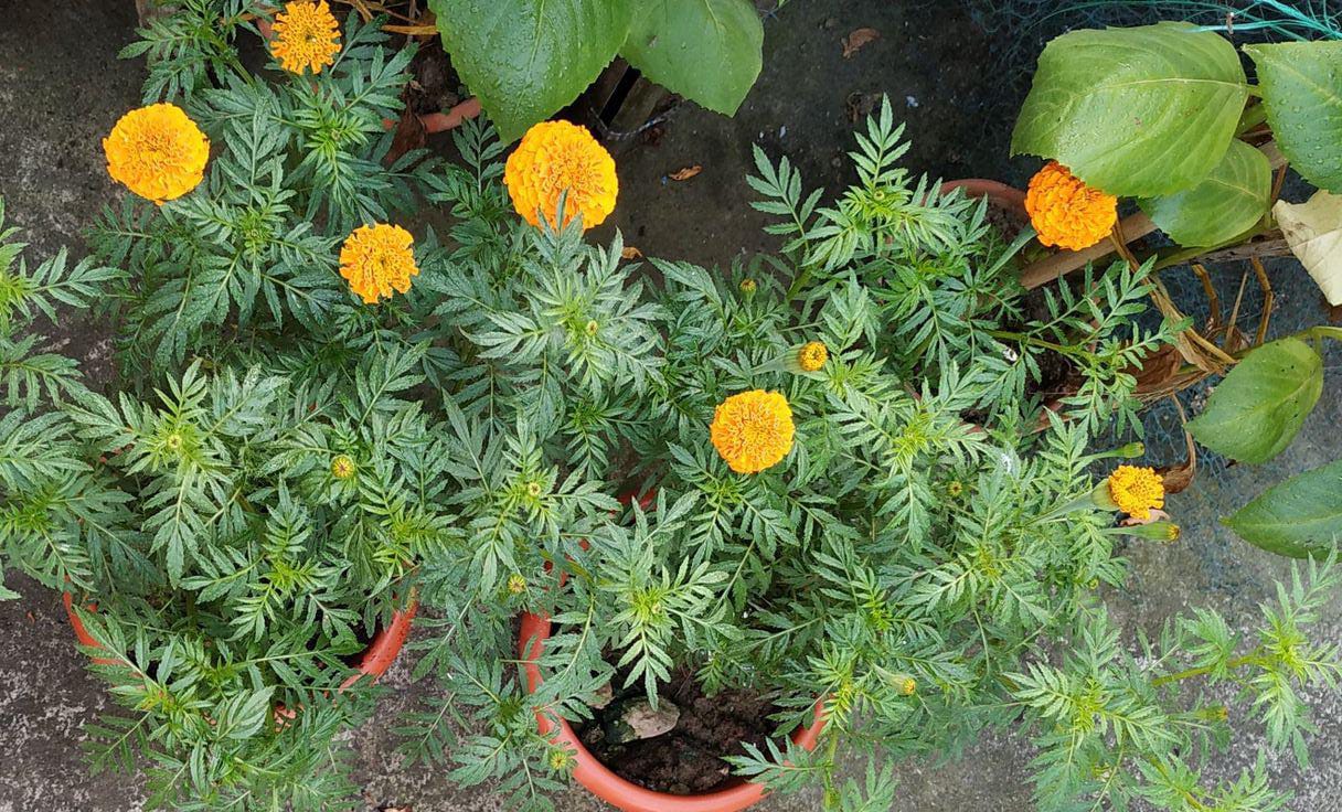 Jamanthi (Jasmine) Plant Care