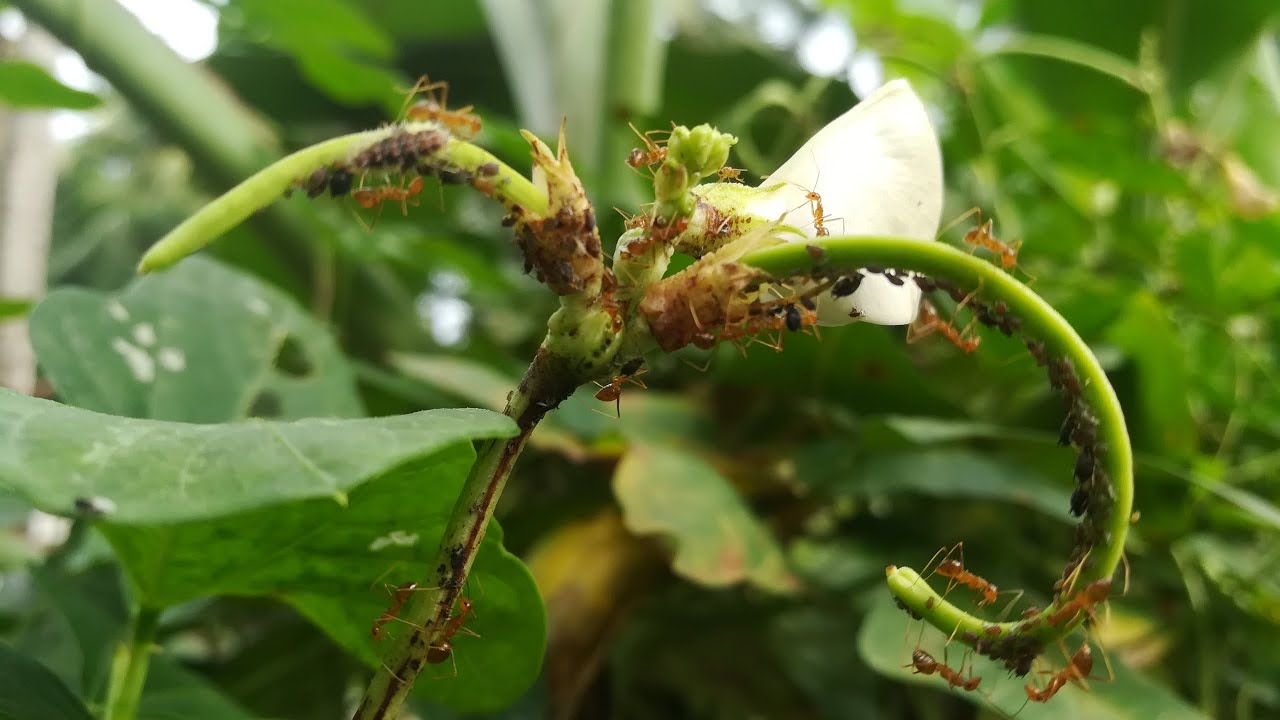 Ants attacking plants is a common garden issue.