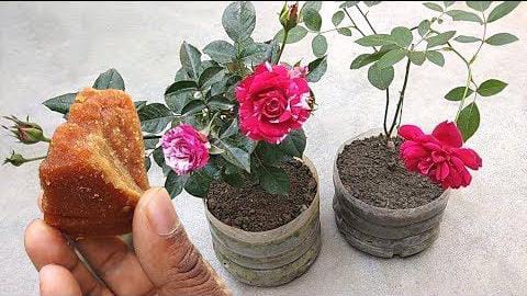 Benefits of Jaggery Fertilizer