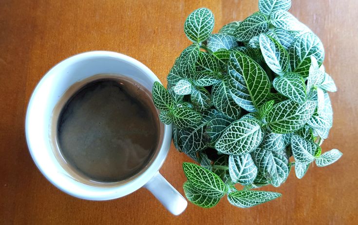 Benefits of Tea & Coffee for Plants