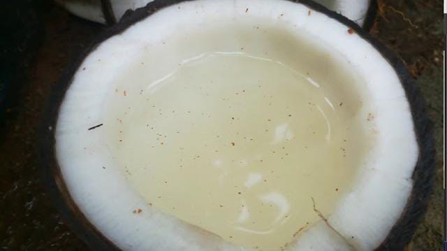 Benefits of Coconut Water for Plants