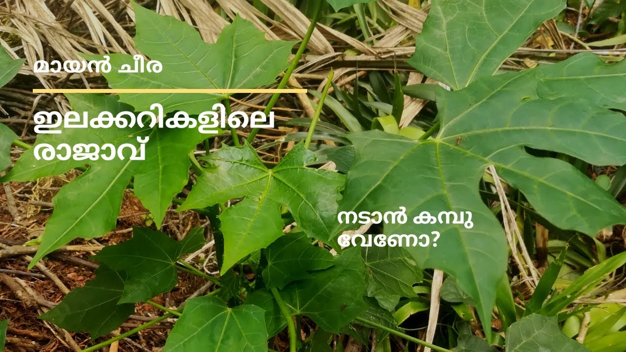 Health Benefits of Maayan Cheera