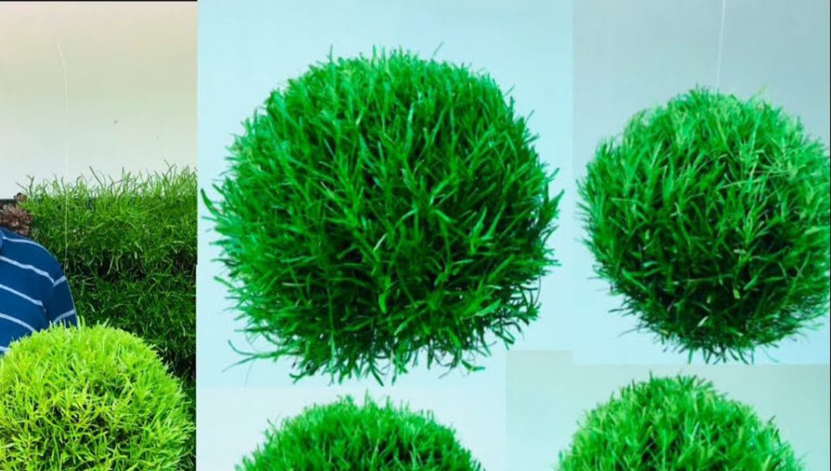 Areliya Plant Farming & Care Tips