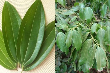 Bay Leaves (Vayana Ila / Tej Patta) — Powerful Health Benefits