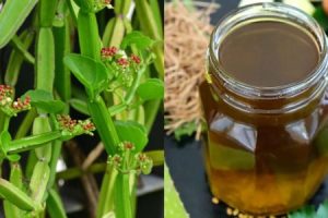 Changalamparanda Plant Oil Preparation