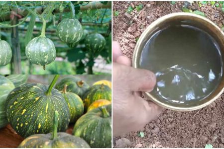 Easy Mathanga Krishi Tip