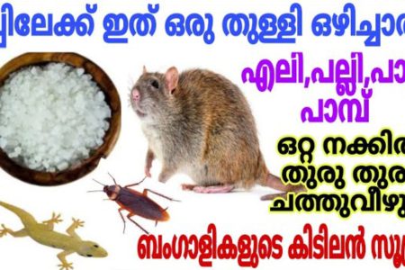 How to Get Rid of Rats in Home