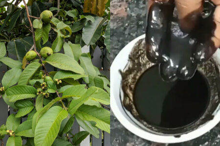 Natural Hair Dye Using Guava Leaves (Perakka Ila)