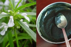 Natural Hair Dye Betel Leaf