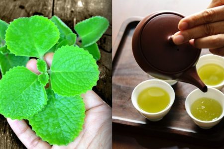 Panikoorka Water (Karpooravalli / Indian Borage Water) — Natural Healing Drink