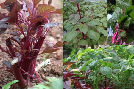 simple, step-by-step guide for home spinach farming
