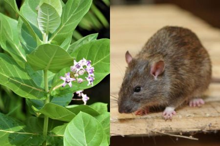 easy, practical, and safe ways to get rid of rats