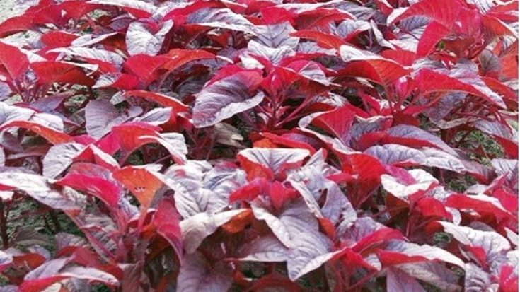 Red Spinach Farming Tips