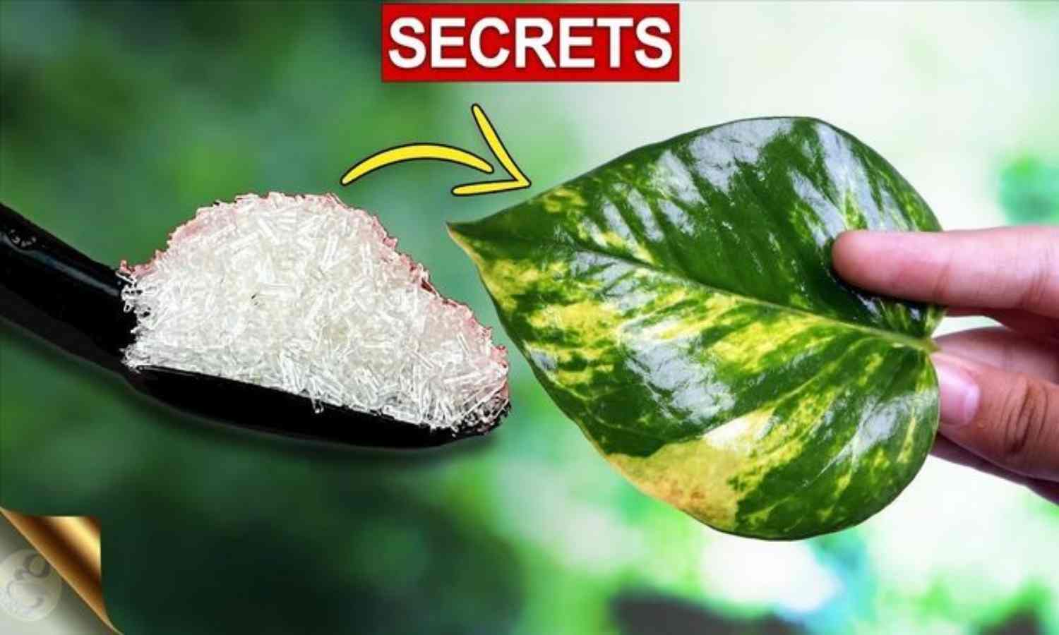 Veetil Maniplant Vechal Benefits