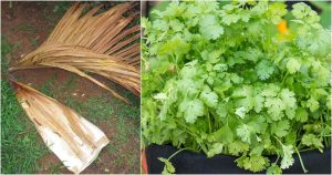 Coriander cultivation using pala