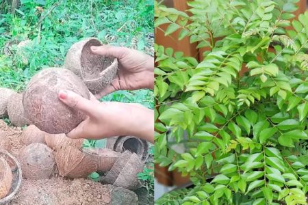 Curry Leaves Cultivation Tips