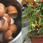 Easy Chilly Krishi Using Egg Shell