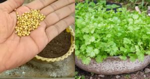 Easy Way to Grow Coriander at Home