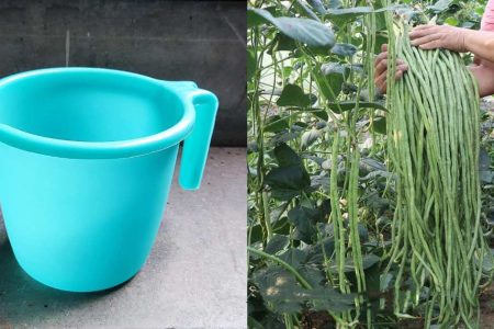 Easy Payar Krishi Using Mug