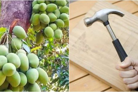 Easy Mango Tree Farming Trick