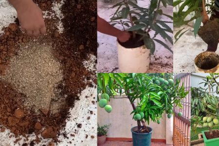 Mango Tree Cultivation And Care